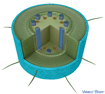 The root's outer dermal tissue layer is the epidermis.