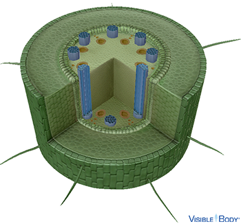 Monocot roots have a fibrous structure.