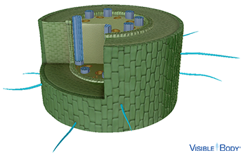 Their large surface area allows root hairs to efficiently absorb water via osmosis and minerals via diffusion.