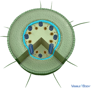 The pericycle is the outermost layer of the stele (or vascular cylinder).