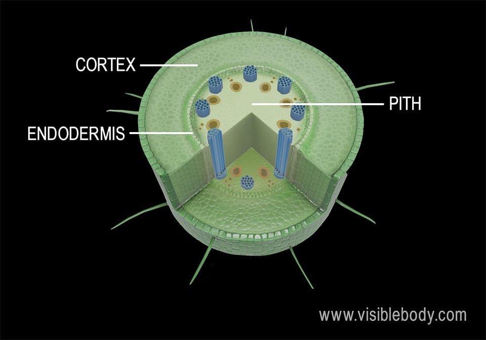 The endodermis separates the ground tissue of the cortex and stele.