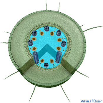 The pith (or medulla) is composed of soft, spongy parenchyma cells with spaces between them.