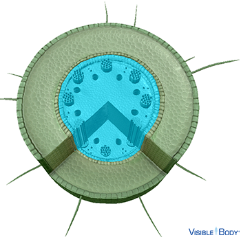 The stele (or vascular cylinder) is in the central region of the root.