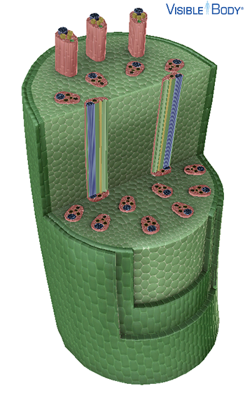 The majority of the monocot stem is composed of ground tissue.