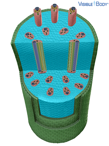 The majority of the monocot stem is composed of ground tissue.