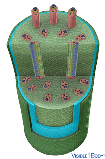 The hypodermis provides structural support to the stem.