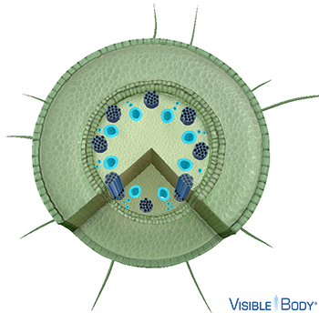 Plant Monocot Stem Model 