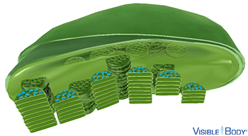 Chlorophyll molecules absorb light energy from the sun, which the cell converts into chemical energy through a series of chemical reactions.