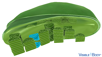 Each granum is a stack of disc-shaped thylakoids.