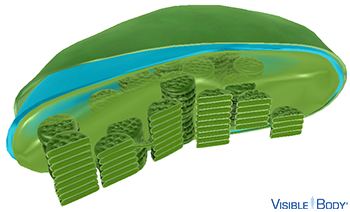 The inner membrane surrounds the stroma, forming a selectively permeable barrier that allows molecules to move into and out of the chloroplast.