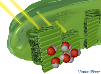 Water molecules are split during the light-dependent reactions of photosynthesis.