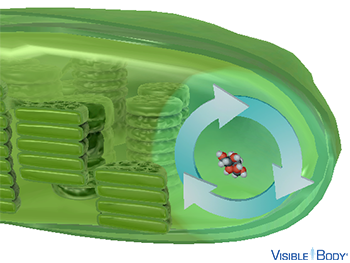 In the light-independent reactions, carbon dioxide is converted into sugars.