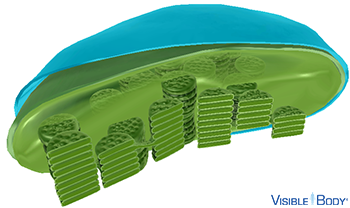 The outer membrane is the external layer, which maintains the chloroplast's shape and protects its inner structures.