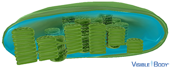 The stroma is the thick fluid that fills the space between the inner membrane and the grana of a chloroplast.