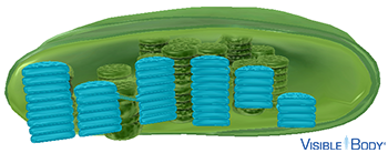 Chloroplasts contain stacks of disc-shaped thylakoids, where the light-dependent reactions of photosynthesis occur.