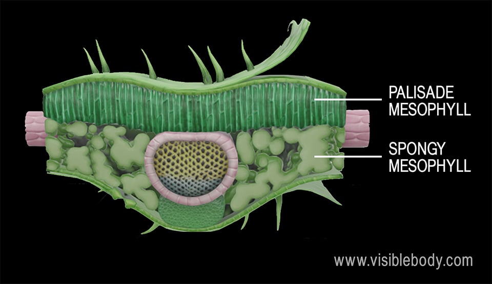 Palisade mesophyll cells are densely packed together, whereas spongy mesophyll cells are arranged more loosely to allow gases to pass through them.