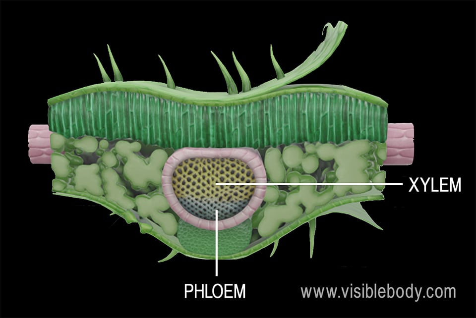 A plant’s vascular tissues move water, nutrients, and the products of photosynthesis throughout the plant.