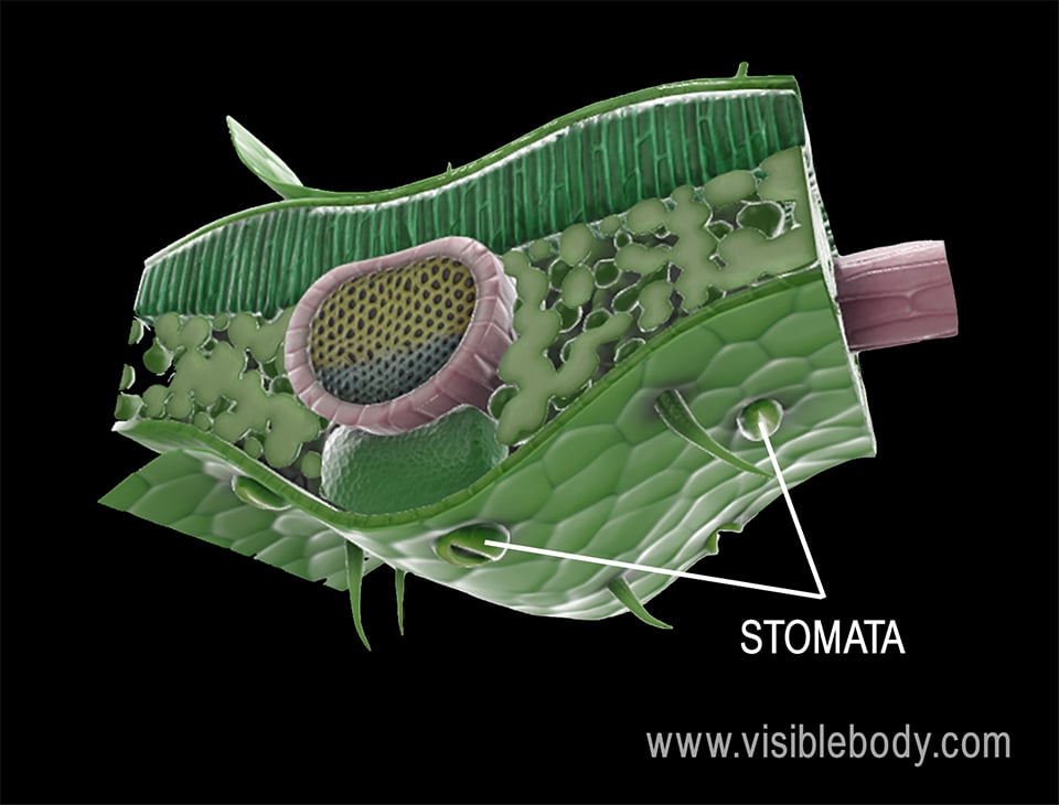 Plants take in carbon dioxide from the air through small openings in their leaves called stomata.