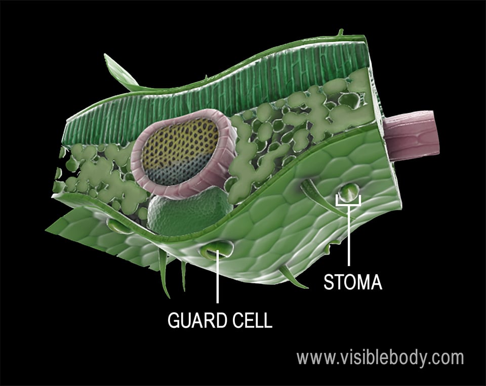 Stomata play a central role in photosynthesis, allowing carbon dioxide to enter the leaf and oxygen to exit the leaf.