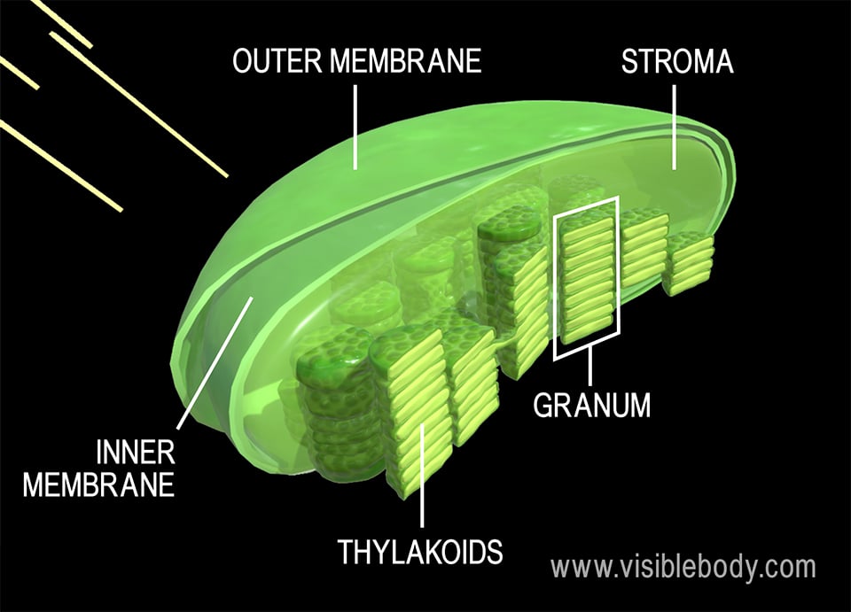 Different reactions during photosynthesis take place in different parts of the chloroplast.