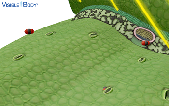 Carbon dioxide is a reactant of photosynthesis.