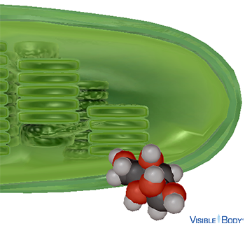 A glucose (sugar) molecule is the product of each light-independent reaction that occurs in the stroma of the chloroplast during photosynthesis.