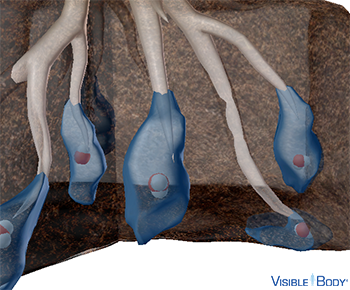 Water is a reactant of photosynthesis.