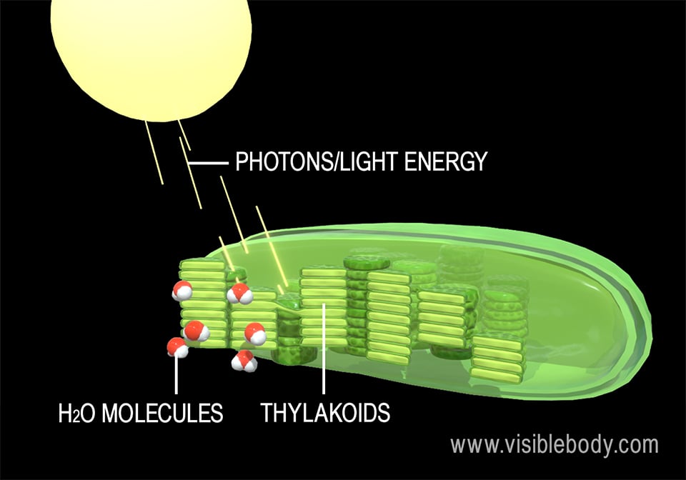 The light-dependent reactions of photosynthesis convert light energy from the sun into chemical energy.