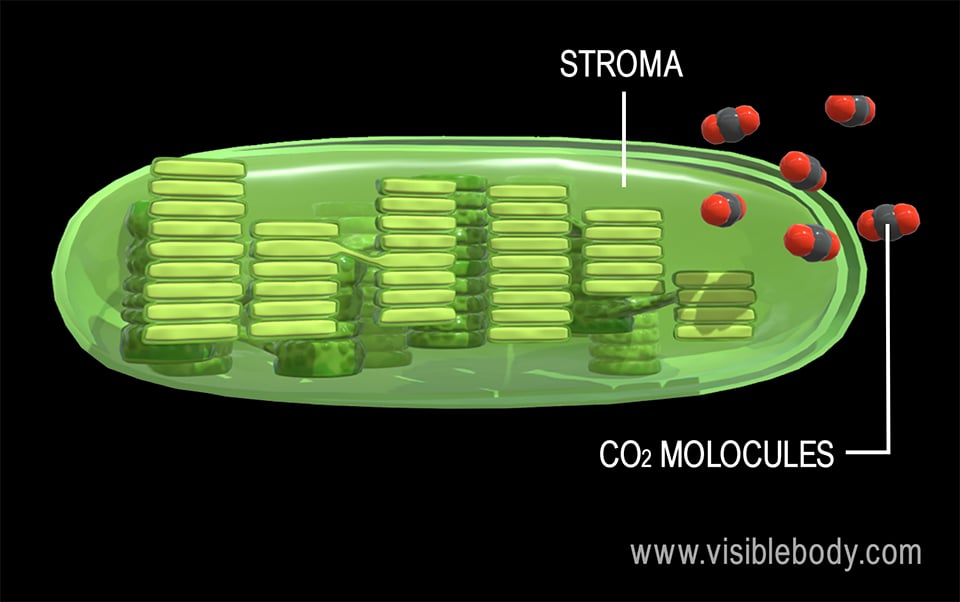 The ultimate goal of the light-independent reactions of photosynthesis is to assemble a molecule of glucose.