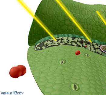 Oxygen molecules are a byproduct of photosynthesis.