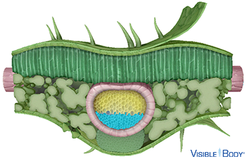 Positive hydrostatic pressure in the phloem moves dissolved sugars and organic compounds from the leaves downward to the stem and roots.