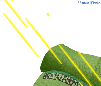 Photons are units of light energy from the sun that can power photosynthesis in plant cells.