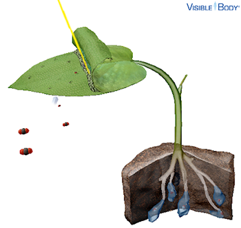 Photosynthesis is the process plants use to make their own food.