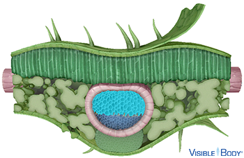 Negative hydrostatic pressure in the xylem moves water and dissolved minerals from the roots upward to the stem and leaves.
