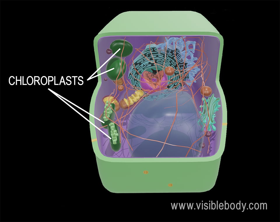 Chloroplasts are organelles within plant cells that serve as the sites for the reactions that make up photosynthesis.