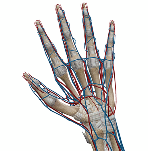 Anatomy and Physiology of the Fingertip | SpringerLink