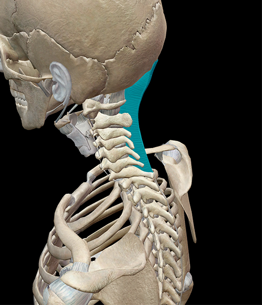 Bones and ligaments of the pectoral girdle - 3D scene - Mozaik