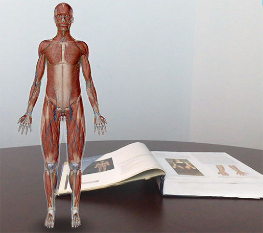 labeled anatomical position diagram