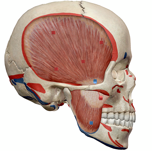 Learn Muscle Anatomy: Muscles of Mastication