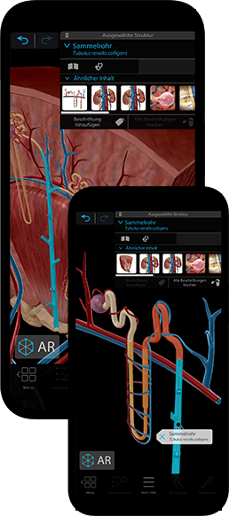 3D-Ansichten der wichtigsten Organe auf mehreren Ebenen.