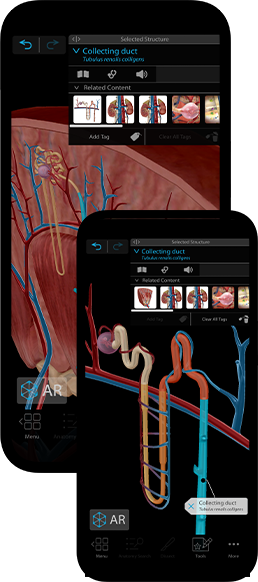 3D views of key organs at multiple levels.