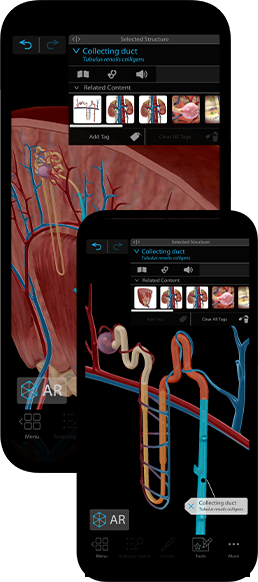 An interactive library of 3D models, animations, diagnostic images, and more