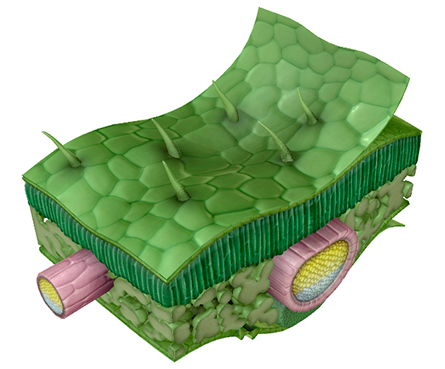 Erfahren Sie mehr über biologische Konzepte und Prozesse mit immersiven 3D-Simulationen