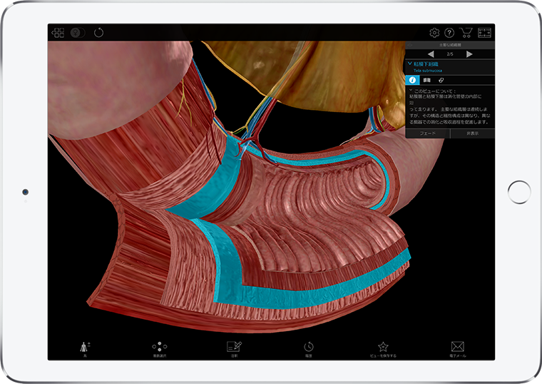 3d model of the intestine dissected with submucosa from Pathology & Physiology by Visible Body