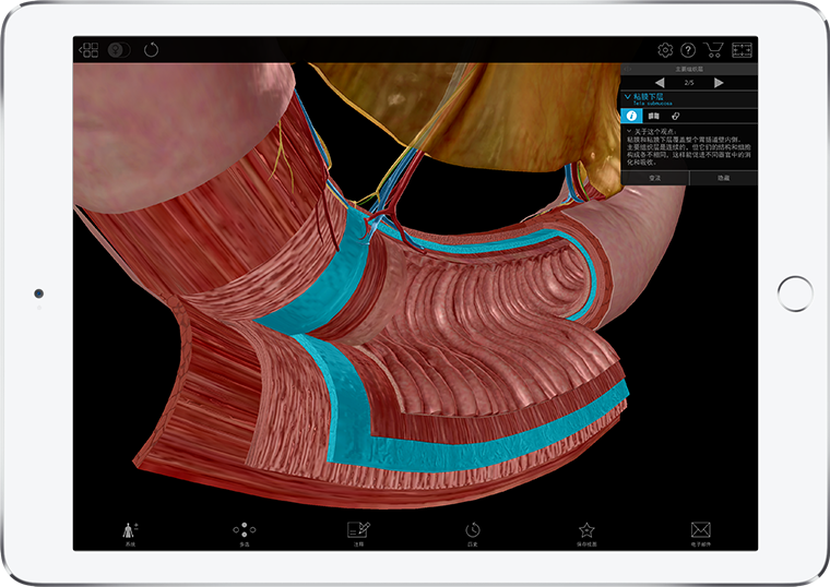 3d model of the intestine dissected with submucosa from Pathology & Physiology by Visible Body