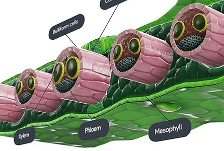 VB Courseware showing anatomy layers of the upper body in 3d