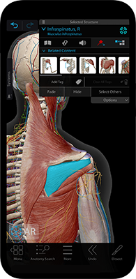 Teach patients about key concepts and structures in 3D