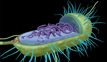 Flashcard from Visible Biology app showing a 3d model of the interior of a human cell
