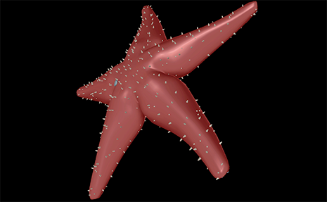Sea star model viewed in the Visible Biology app.