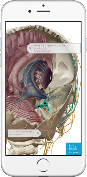 visible-body-3d-human-anatomy-atlas-cn-5-trigeminal-ganglion